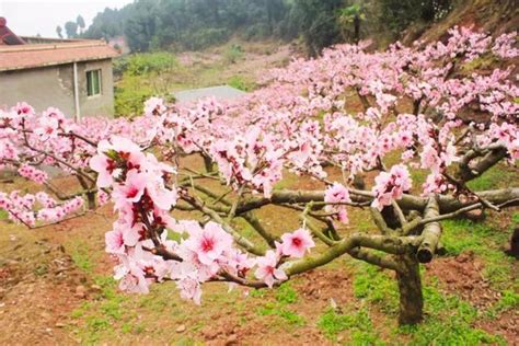 仙桃樹風水|風水學 家裡種桃樹好嗎？會不會有桃花運